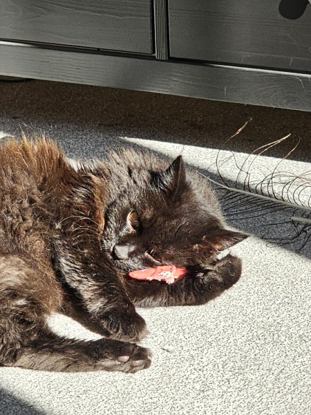 Chicken, Dreamies and Lickelix - the Excellent Cats form a disorderly queue