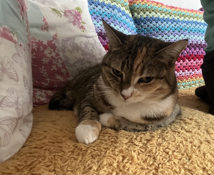 Scottish Tourism - the Excellent Cats debate Gizmo's suitability as a top influencer