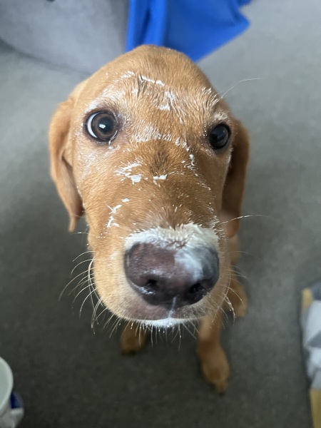 Puppy survival thread! All welcome!