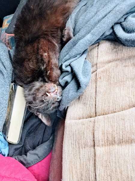 Chicken, Dreamies and Lickelix - the Excellent Cats form a disorderly queue