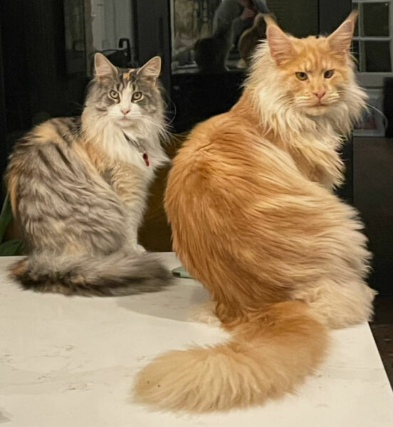 Post your supermodel cats