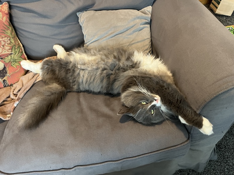 Thread 32 Starmer - Corn Moon