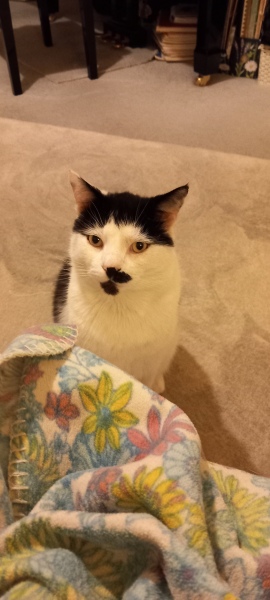 Scottish Tourism - the Excellent Cats debate Gizmo's suitability as a top influencer