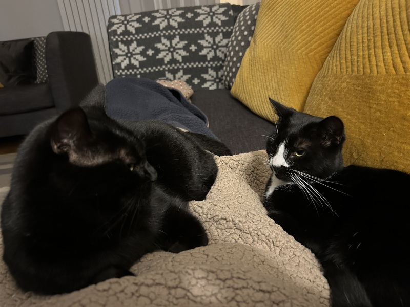 Chicken, Dreamies and Lickelix - the Excellent Cats form a disorderly queue