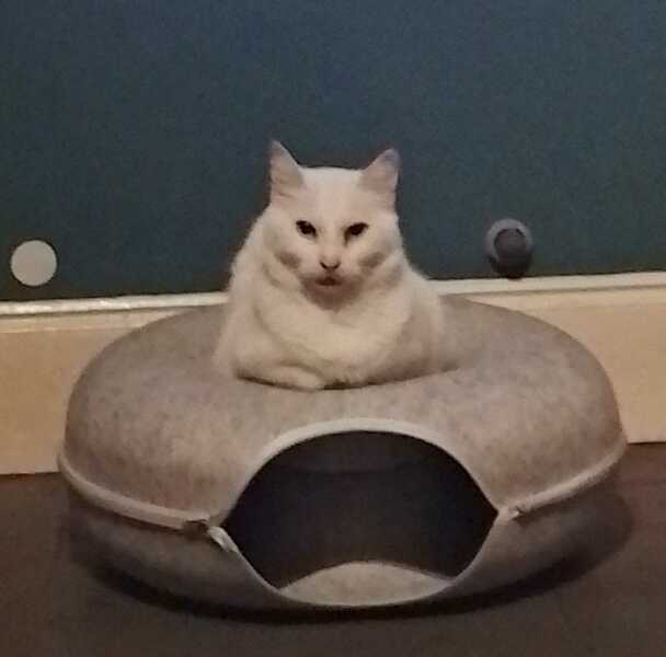 Chicken, Dreamies and Lickelix - the Excellent Cats form a disorderly queue