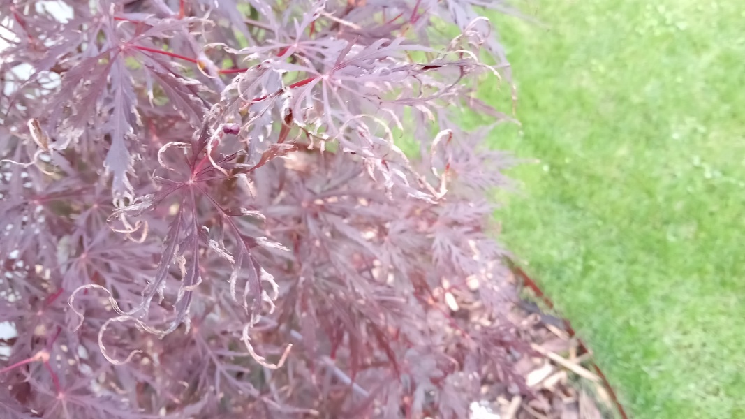 Acer looking stressed