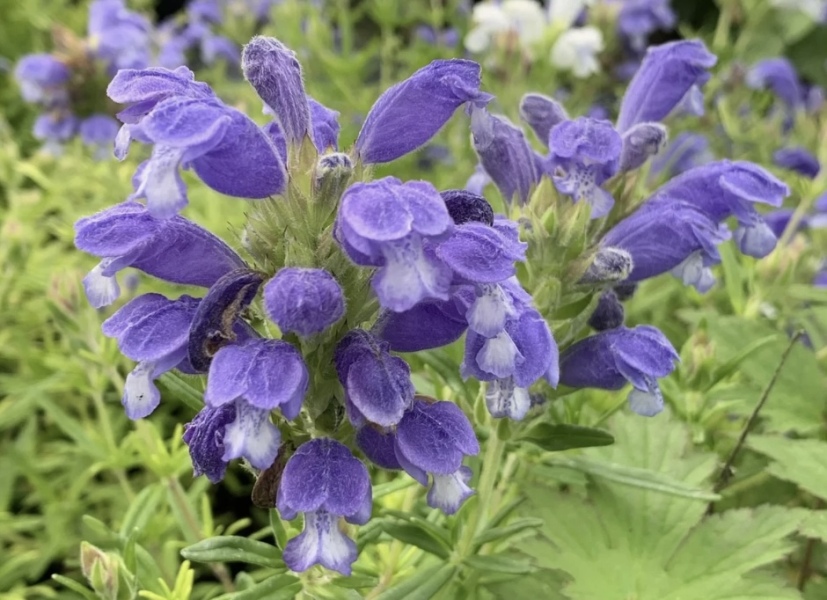 Dragonhead Fuji Blue - anybody grown this beauty?