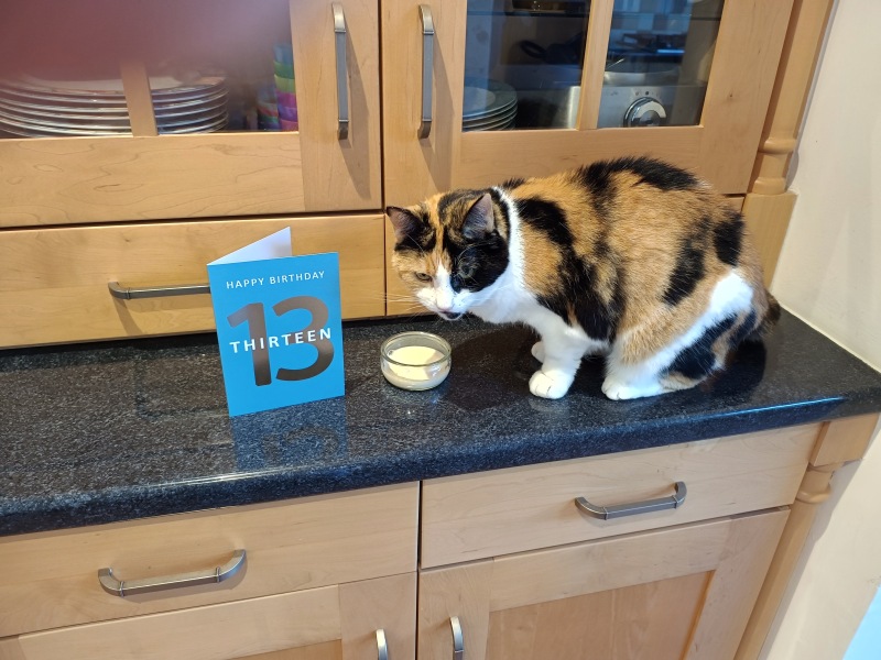 Chicken, Dreamies and Lickelix - the Excellent Cats form a disorderly queue