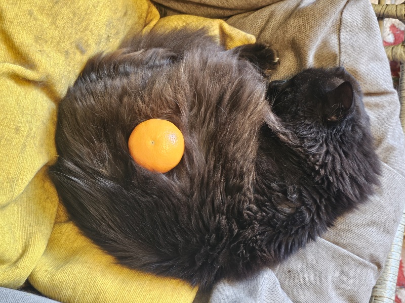 Chicken, Dreamies and Lickelix - the Excellent Cats form a disorderly queue