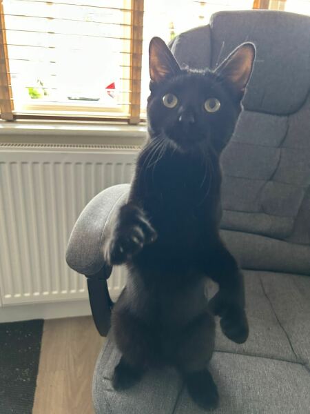 Cats with thumbs!