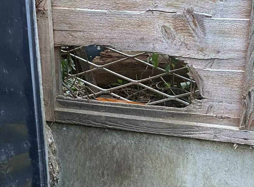 AIBU to stop next doors sick cat coming into my garden?