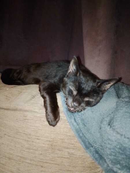 Chicken, Dreamies and Lickelix - the Excellent Cats form a disorderly queue