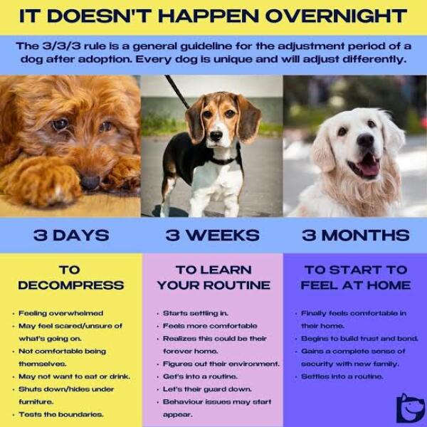 Support/ Advice needed on settling a rescue dog particularly barking at noise/ visitors.