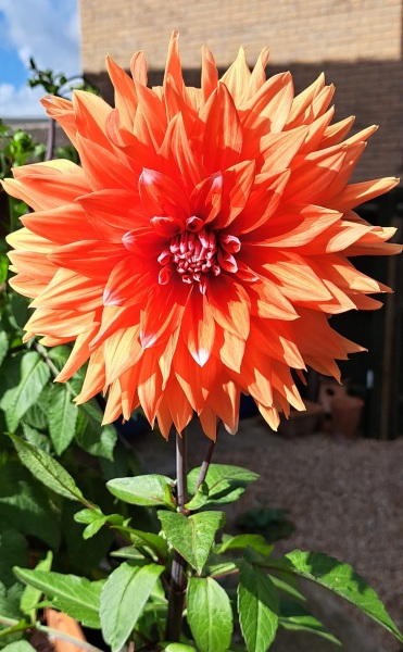What have been your stand out favourite plants in your garden this year?
