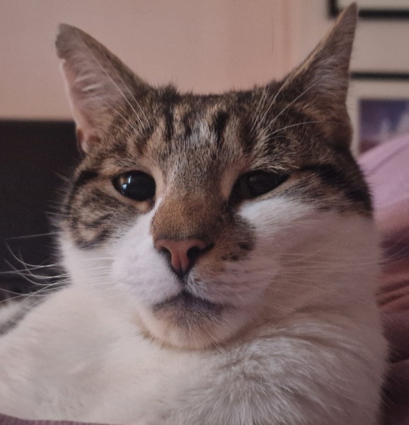 Thread 34 Starmer - Conference Swanwiches and a Deputy Leader contest