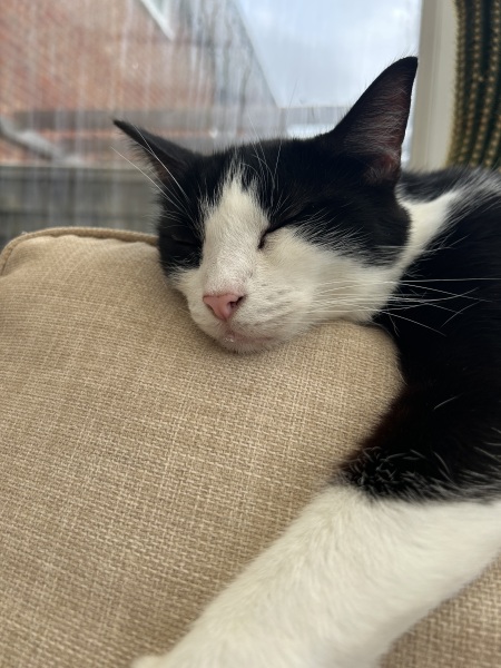 Getting antibiotics into a stubborn cat!