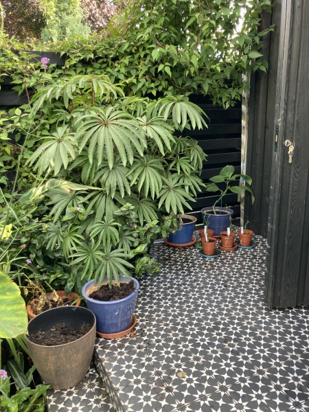 Anyone else planting a jungle/tropical garden?