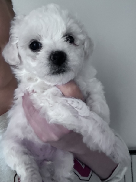 Reserved a pup - now panicking/ feeling anxious!