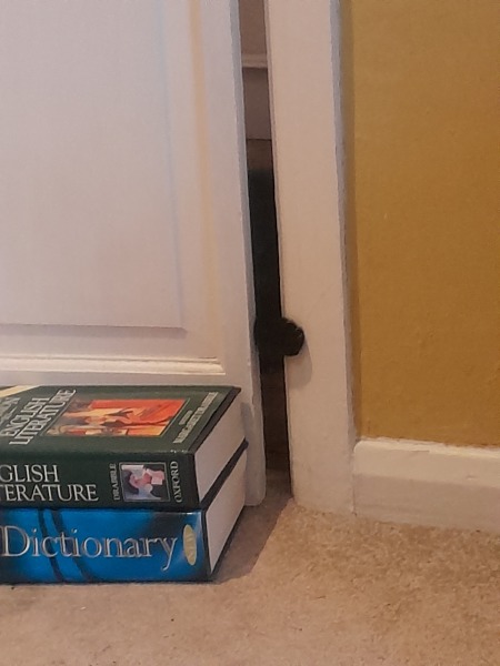 Chicken, Dreamies and Lickelix - the Excellent Cats form a disorderly queue