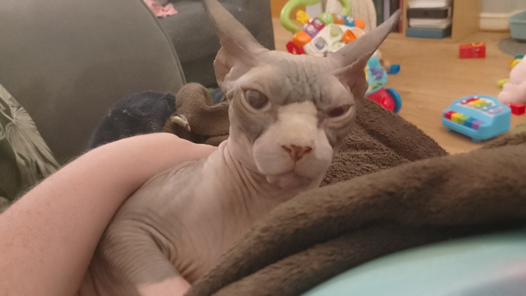 Post your supermodel cats