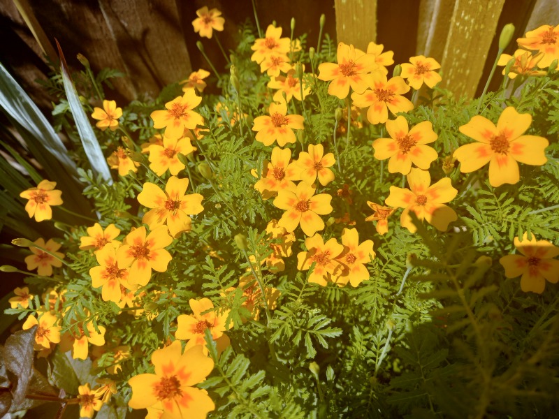 What have been your stand out favourite plants in your garden this year?