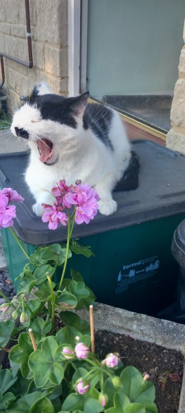 Scottish Tourism - the Excellent Cats debate Gizmo's suitability as a top influencer
