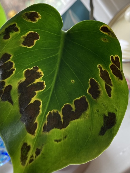 Monstera help