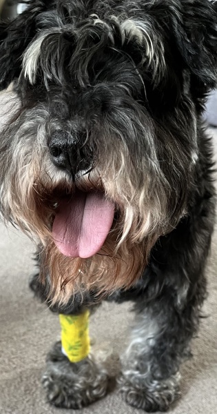 Thread 32 Starmer - Corn Moon