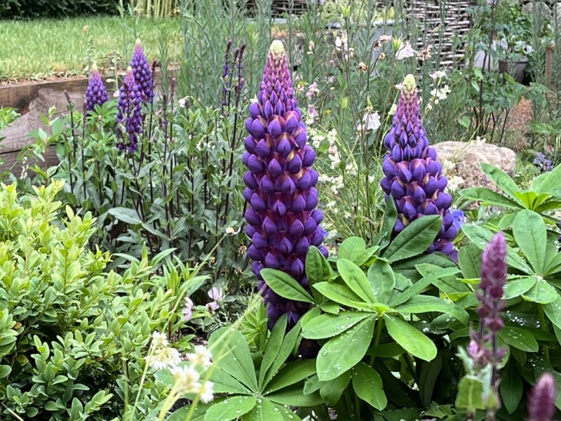 The potting shed: sheltering from the rain and musing about the garden