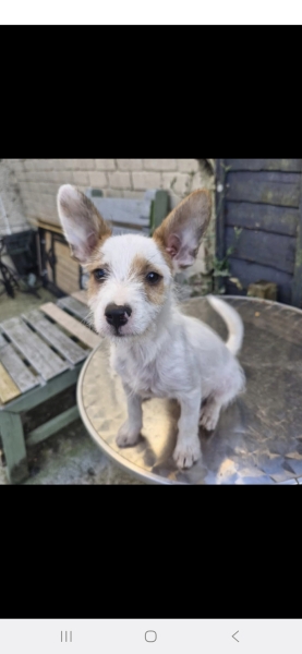 Puppy survival thread! All welcome!