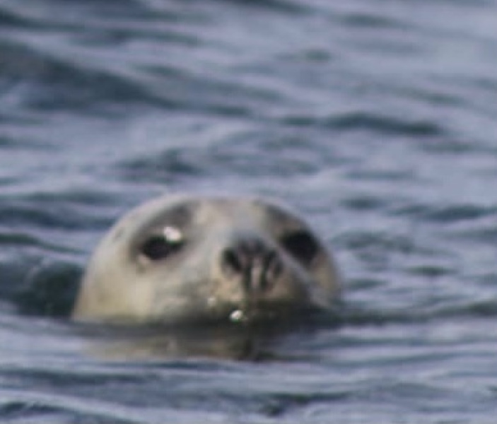 Thread 31 Starmer - September Rain