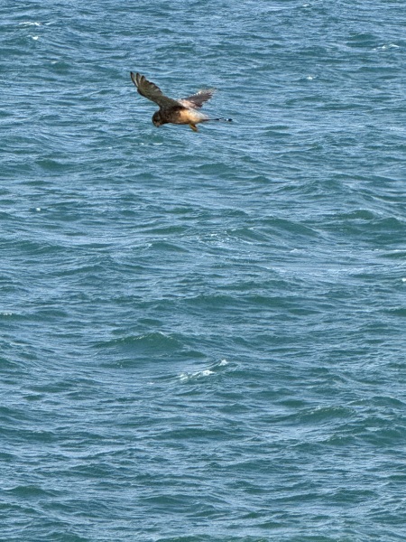 Year round Nigel Slater discussion thread Part 2