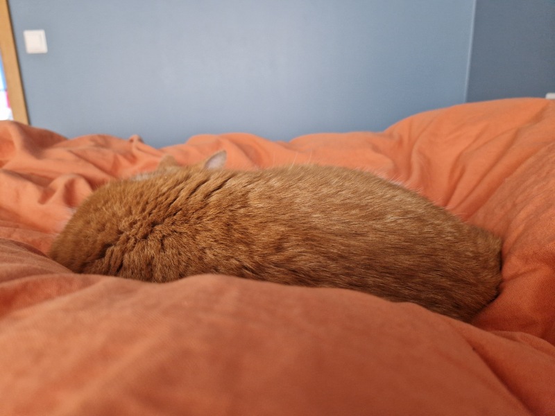 Chicken, Dreamies and Lickelix - the Excellent Cats form a disorderly queue