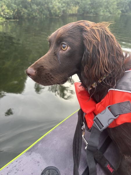 Cocker or Golden Retriever?