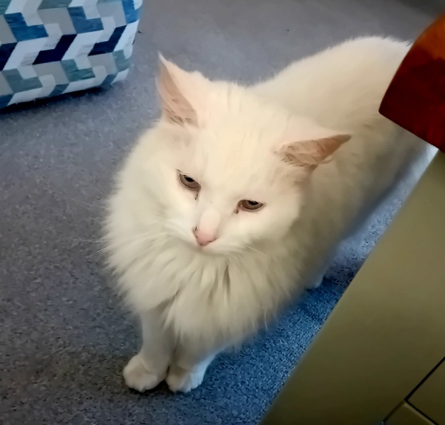 Chicken, Dreamies and Lickelix - the Excellent Cats form a disorderly queue