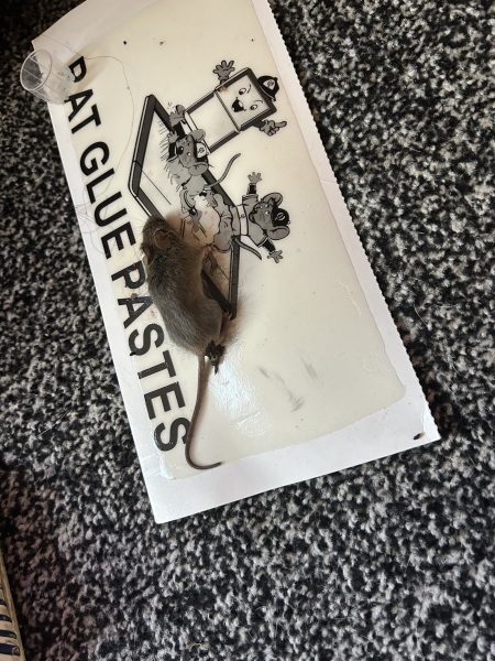 Mice house situation ongoing