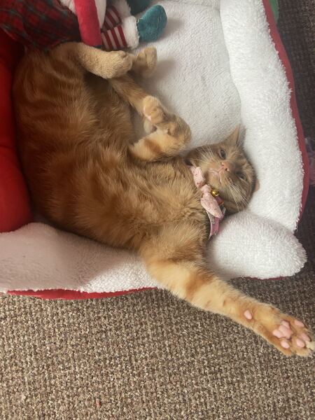Scottish Tourism - the Excellent Cats debate Gizmo's suitability as a top influencer