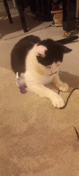 Chicken, Dreamies and Lickelix - the Excellent Cats form a disorderly queue