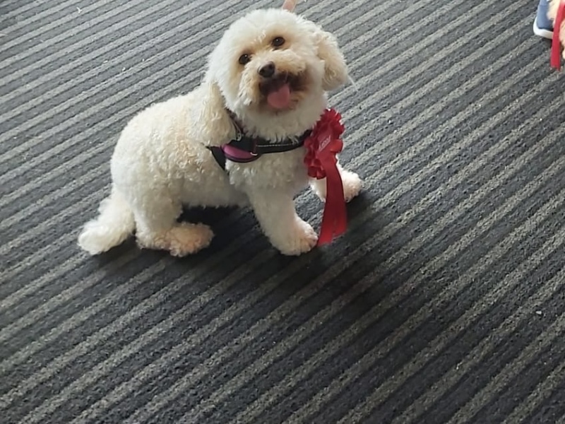 Thread 31 Starmer - September Rain