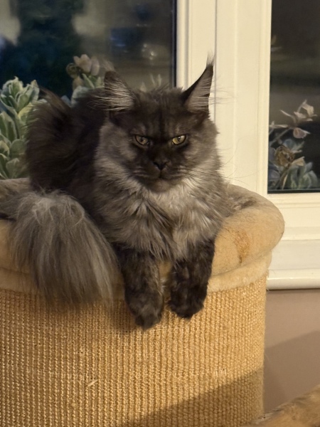Post your supermodel cats