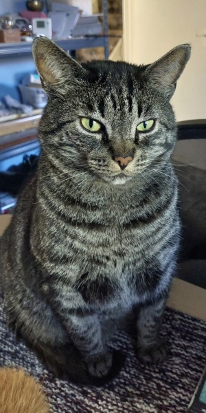 Post your supermodel cats