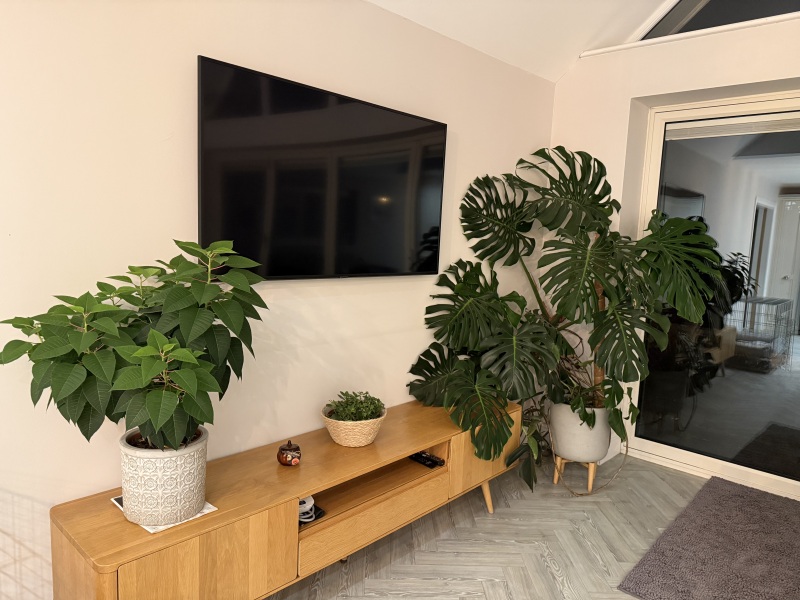 Poinsettia success stories?