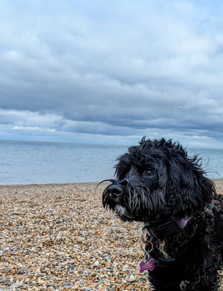 Cavapoo, cockerpoo or cocker spaniel?