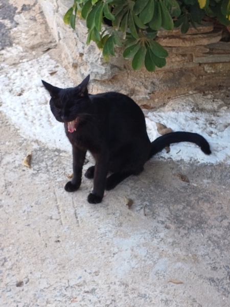 Thread 33 Starmer - Gerst Monath