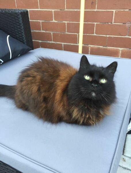 Post your supermodel cats
