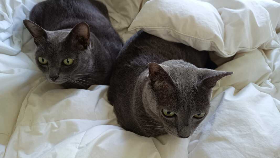 Thread 33 Starmer - Gerst Monath