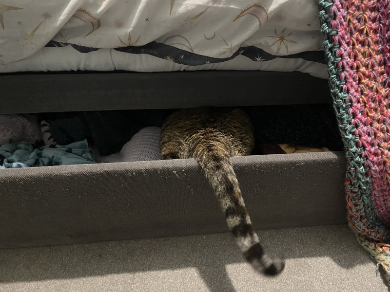 Chicken, Dreamies and Lickelix - the Excellent Cats form a disorderly queue