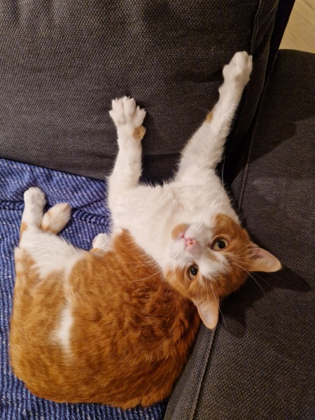 Chicken, Dreamies and Lickelix - the Excellent Cats form a disorderly queue