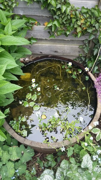 Barrel Pond gone wrong