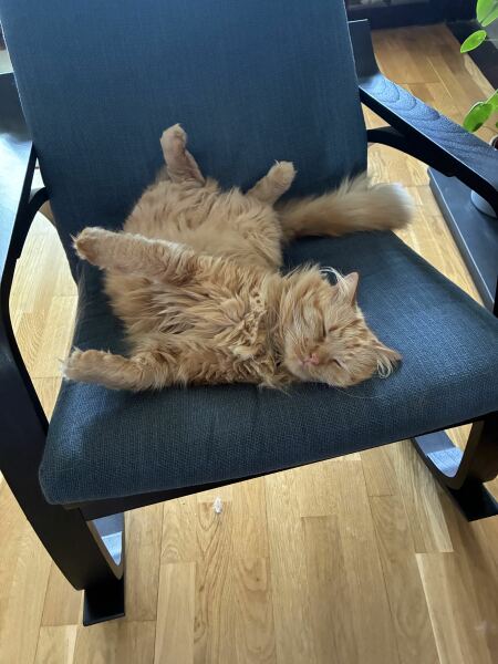 How to clear up fur and stop matting?!